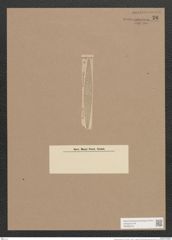 Navicula remota Grun. (de-Toni-Nr.: Genus 1, Species 28) Zeichnungen Sammlung Grunow Nr. 76 (NHMW-BOT-W0366276)